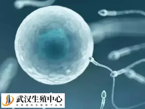 1-250513220PB58.webp