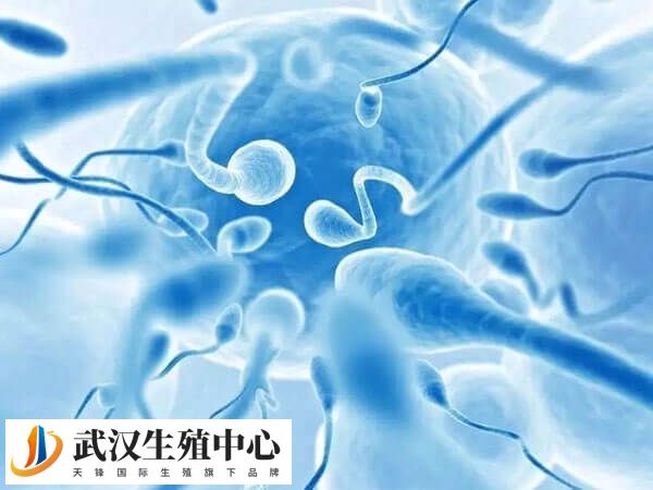 试管取卵前几天排精最好