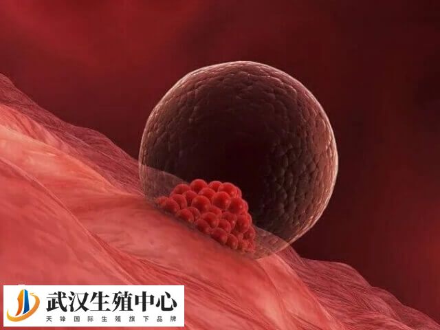 如何选择优质胚胎移植
